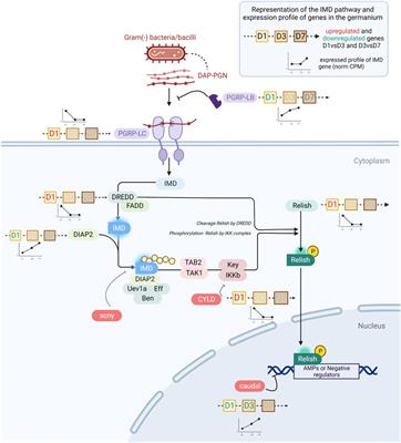 Endosymbiont-containing germarium transcriptional survey in a cereal weevil depicts downregulation of immune effectors at the onset of sexual maturity